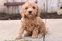 Puppies for sale other breed, cockapoo puppies - Netherlands, Amsterdam