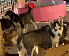 Puppies for sale , siberian husky - Canada, Quebec, Montreal