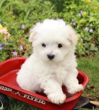 Продам щенка maltese - Ireland, Cork