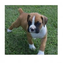 Puppies for sale , boxer puppies - Russia, Moscow