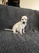 Puppies for sale dalmatian - Greece, Athens. Price 10 €