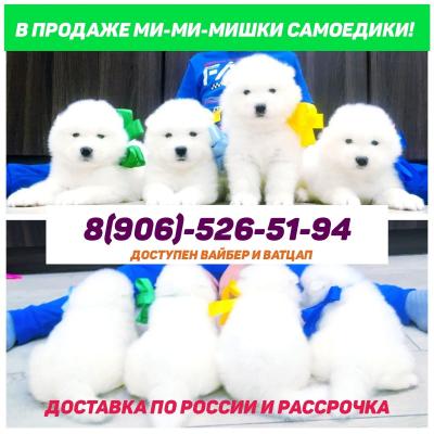 Продам щенка Самоед, самоедская лайка - Россия, Абакан