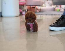 Продам щенка toy-poodle - Cyprus, Larnaca