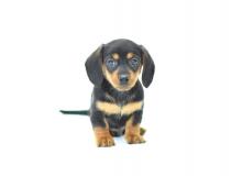 Puppies for sale dachshund - France, Moulin