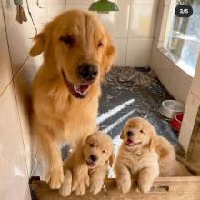 Puppies for sale golden retriever - Moldova, Cahul