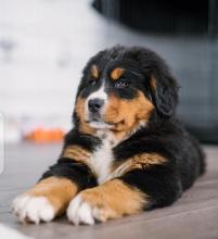 Puppies for sale bernese mountain dog - Ireland, GROGHEDA