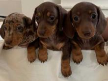 Puppies for sale dachshund - United Kingdom, Belfast