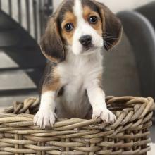 Продам щенка beagle - Luxembourg, Luxembourg