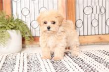 Продам щенка other breed, maltipoo puppies - Cyprus, Larnaca