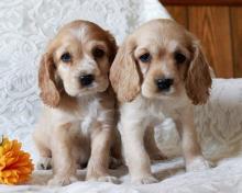 Puppies for sale cocker spaniel - Lithuania, Mazeikiai