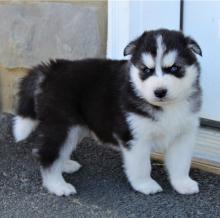 Продам щенка other breed, blue eyes siberian husky puppies - Poland, Otwock