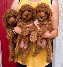Puppies for sale toy-poodle - Belgium, Brussels. Price 11 €