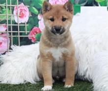 Продам щенка other breed, shiba inu puppies - Belgium, Liege