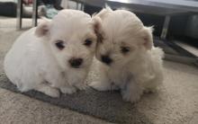 Puppies for sale maltese - Hungary, Budapest. Price 400 $