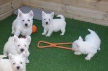 Puppies for sale west highland white terrier - Cyprus, Larnaca