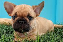 Puppies for sale french bulldog - Hungary, KecskemГ©t