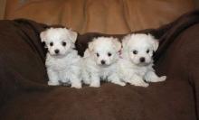 Puppies for sale maltese - Slovakia, Bratislava