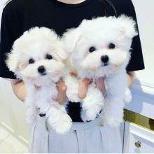 Puppies for sale maltese - Portugal, Lisbon