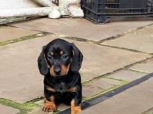 Puppies for sale dachshund - Czech Republic, . Price 11 €