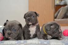 Puppies for sale french bulldog - Italy, Cortina d'ampetso