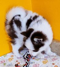 Puppies for sale other breed, pomsky puppies - Cyprus, Limassol. Price 12 €