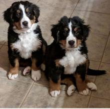Puppies for sale , bernesemountain - Canada, Northwest Territories