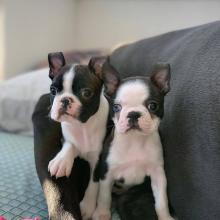 Puppies for sale boston terrier - Denmark, Kopenagen