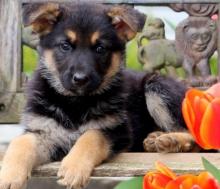Puppies for sale german shepherd dog - Lithuania, Kedainiai