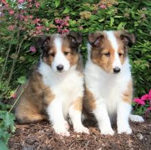 Puppies for sale sheltie (shetland sheepdog) - Czech Republic, Prague