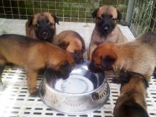 Puppies for sale other breed, belgian malinois - Czech Republic, Prague