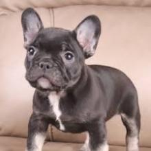 Puppies for sale french bulldog - Sweden, Lulea