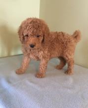 Puppies for sale mixed breed, goldendoodle - Ukraine, Kiev