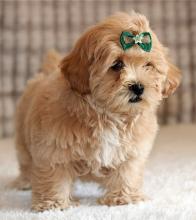 Puppies for sale , havapoo - Russia, Kaliningrad