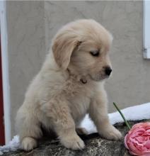 Puppies for sale , golden retriever puppies - Russia, Moscow