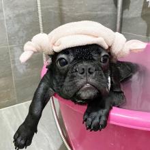 Puppies for sale french bulldog - Malta, Valletta