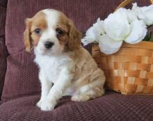 Puppies for sale , cavalier king - Netherlands, Hurley