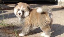 Продам щенка akita - Sweden, Norcheping