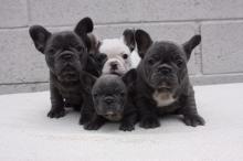 Puppies for sale french bulldog - Finland, Helsinki