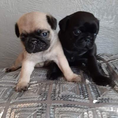 Продам щенка , we have 3 lovely pug puppies  in need of a new home , they are well trained and up to date with shots , they are registered . good with kids and other pets  , contact via text message (415)484-5418 for more details . - США, Южная Каролина. Цена 500 долларов
