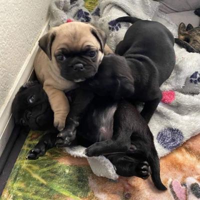 Продам щенка , pug puppies - Великобритания, Аллапул. Цена 500 евро