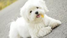 Puppies for sale maltese - Romania, Bucharest