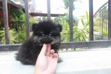 Puppies for sale pomeranian spitz - Germany, Giessen