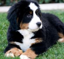 Puppies for sale bernese mountain dog - Ireland, DERRY