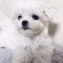 Puppies for sale maltese - Germany, Essen