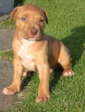 Puppies for sale american pit-bull terrier - Sweden, Goteborg