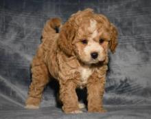 Puppies for sale other breed, cavapoo - Turkmenistan, Turkmenabad