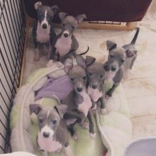 Puppies for sale italian greyhound - Slovakia, Czech-budievitsy