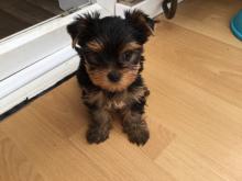 Продам щенка yorkshire terrier - Ireland, Dublin