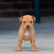 Puppies for sale american pit-bull terrier - Slovakia, Banska Bystrica. Price 10 €