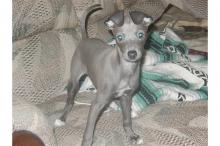 Puppies for sale italian greyhound - United Kingdom, Leeds
